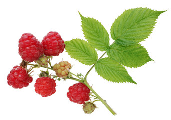 Ripe and unripe red and green  berries of a raspberry on branch.