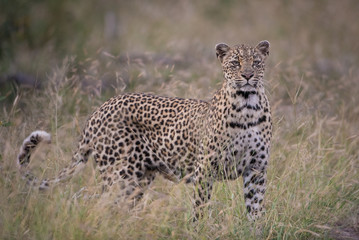 A horizontal, colour image of a female leopard, Panthera pardus, with an unusual face in the Greater Kruger Transfrontier Park, South Africa.
