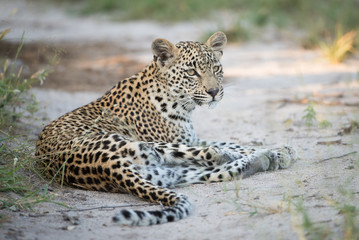Fototapeta na wymiar A horizontal, colour image of a young leopard, Panthera pardus, resting in the Greater Kruger Transfrontier Park, South Africa.