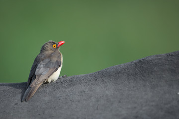 A horizontal, colour image of a red-billed oxpecker, Buphagus erythrorhynchus, perched on the back of a rhino in the Greater Kruger Transfrontier Park, South Africa.