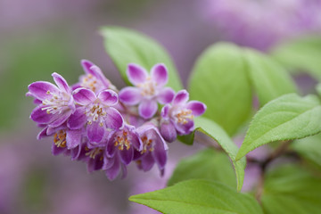 Żylistek szorstki 2