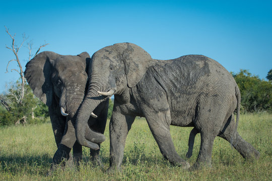 A horizontal, full length, colour image of two elephant bulls, Loxodonta africana, tussling in the Greater Kruger Transfrontier Park, South Africa.