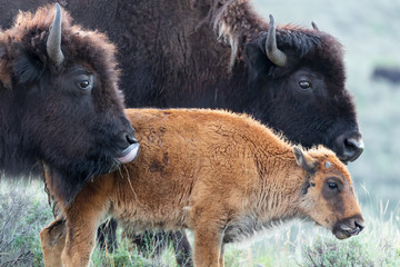Bison and calf in the Lamar Valley of Yellowstone NP © Harrison Imaging