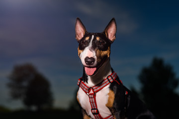 Bull terrier