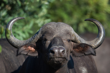 A horizontal, colour photograph of a buffalo cow, Syncerus caffer, staring straight at the camera...