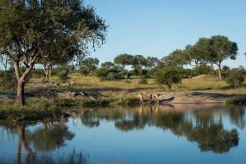 A horizontal, colour image of a herd of kudu, Tragelaphus strepsiceros, drinking from a dam in the Greater Kruger Transfrontier Park, South Africa.