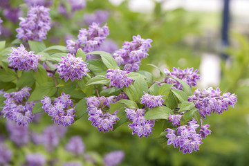 Żylistek szorstki 5