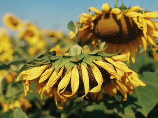 A large sunflower closeup against a blue sky. Slightly withered petals. Bright summer image of nature