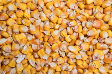 Macro view of natural organic corn beans on background