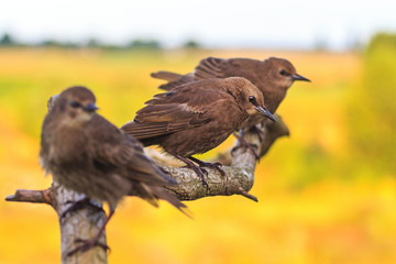 three starlings sitting on a branch with patterns