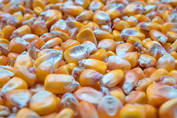 Macro view of natural organic corn beans on background