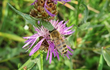 Bee on a purple centaurea flower in the meadow, closeup 