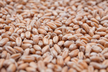 Macro view of natural organic wheat grain beans on background