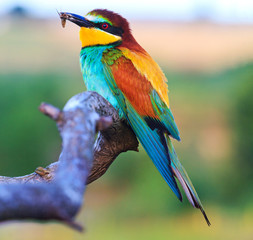 exotic bird sitting on a branch insect in its beak