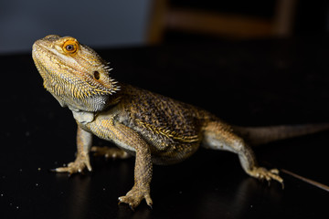 Bearded dragon
