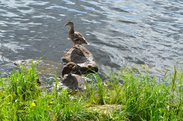 duck with a duckling on the river