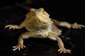 Bearded dragon