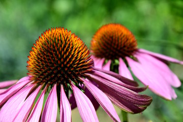 Sonnenhut, Echinacea