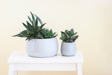 Two pots with succulent on white wooden stool. Pure fresh mood. Stylish and simple plants for modern flat