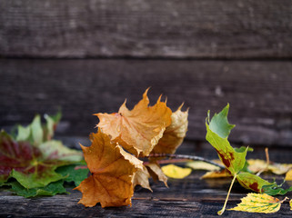Autumn background with dry leaves, rain drops on dark brown bench. Copy space, side view