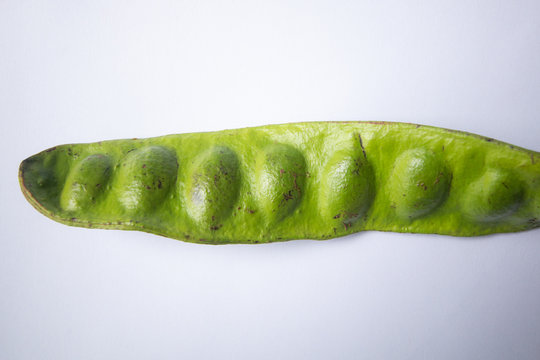 stink bean , bitter bean , parkia speciosa ( petai ), twisted cluster bean southern food of asian Thailand . smelly good vegetable herb