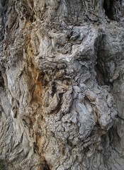 pattern bark