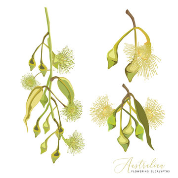 Australian Flowering Gum Tree Flowers Vector Set