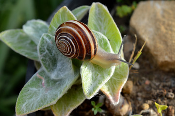 Close-up of a Snail on Tradescantia Sillamontana Leaves