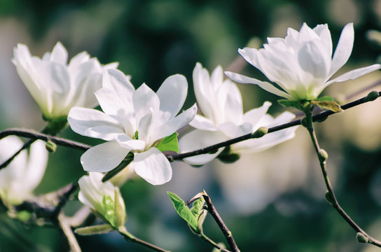 Fototapeta Blossoming of magnolia white flowers in spring time, retro vintage hipster image