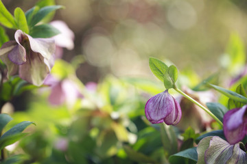 Flowering helleborus