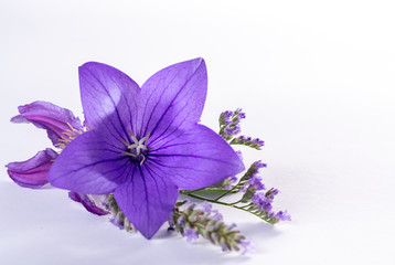 Obraz na płótnie Canvas Elegant small boutonniere from purple balloon flower, fresh cut flower decoration isolated close up