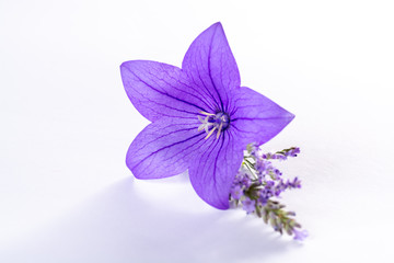 Elegant small boutonniere from purple balloon flower, fresh cut flower decoration isolated close up