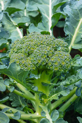 Ripe fresh head of green organic broccoli cabbage ready for harvest, close up, bio farming,...