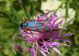 Zygaena butterfly on centaurea flower in the meadow, closeup 