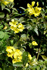 Close-up of Yellow Common Wood Sorrel Flowers, Oxalis Acetosella