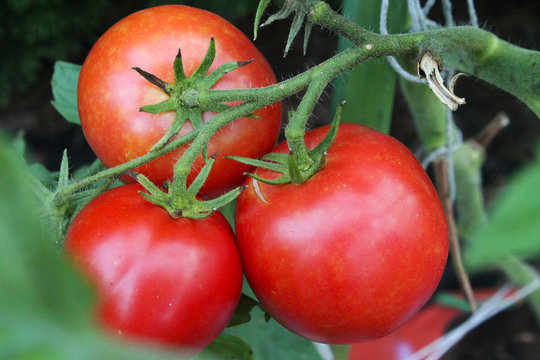 pomidor