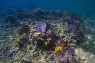 Dark caribbean reef