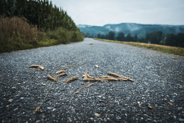 Wheat on the Road with dog behind in the bavarian forest