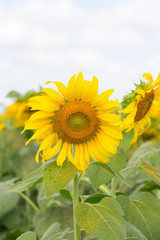 portrait of a sunflower in the field