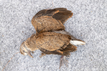Brown birds are dead on the ground.