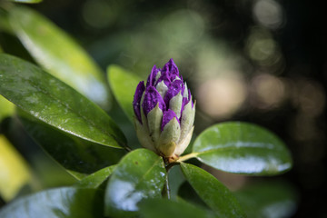 Rhododendren Knospe