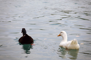 Ducks swim in the water. Lake birds