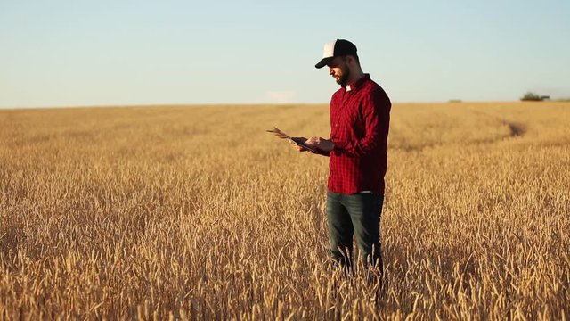 Smart farming using modern technologies in agriculture. Agronomist farmer holds and touch digital tablet computer display in wheat field using apps and internet. Man holds ears of wheat in hand.