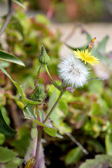 Close-up of Common Sow Thistle Flowers, Nature, Macro