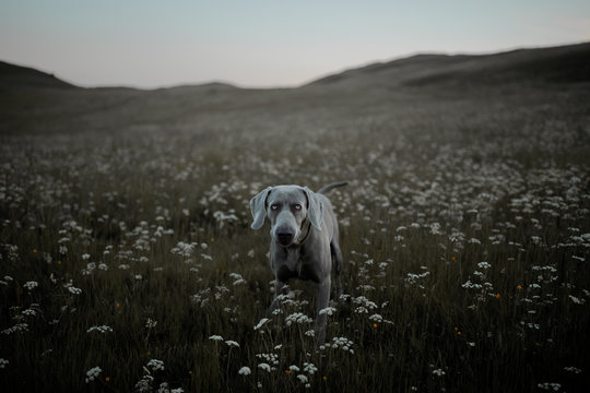 Dog in a field of flowers