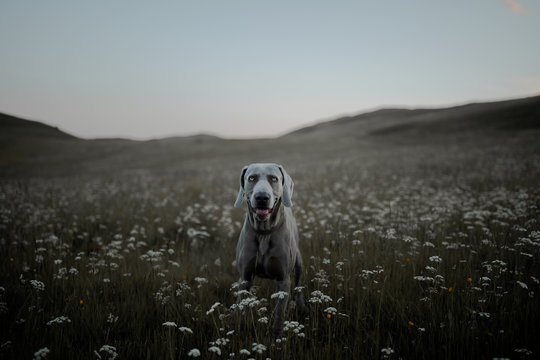 Happy dog in a field of flowers