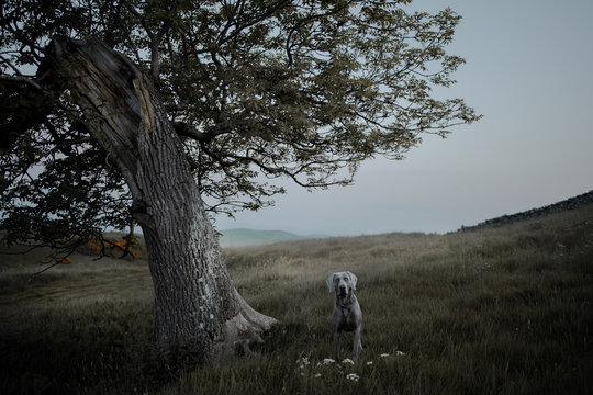 A single tree and a dog in a field