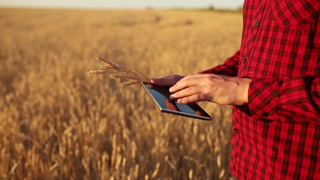 Smart farming using modern technologies in agriculture. Farmer hands touch digital tablet computer display with fingers in wheat field using apps and internet. Man holds ears of wheat in hand.