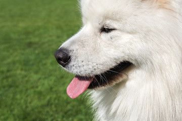 Fototapeta premium Samoyed dog portrait.