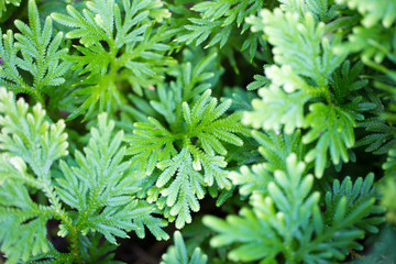 Close up light on leaves of pine tree background